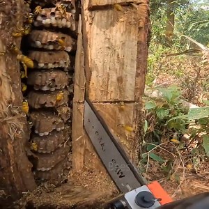 Unbelievable Wasp Nest Removal! Cutting Out a Massive Wasp Nest! | Bees Reels | Facebook
