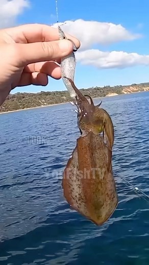22K views · 197 reactions | Catching calamari for bait.. #fishing | YouFishTV | Facebook