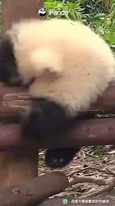 Please keep smiling even if you encounter difficulties. (Qi Yi) #HiPanda #PandaMoment | iPanda