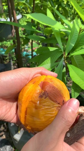 3.8K views · 145 reactions | Ross sapote berbeda dengan kanistel #rosssapote #kanistel | Oto Uchida Grow | Facebook