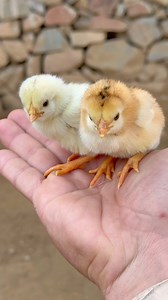 69K views · 3.2K reactions | Beautiful One-Day-Old Chicks #viralvideoシfyp #chicks #birds | Zubair Malik Aseel 2 | Facebook