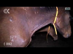 Melbourne Cup marred by footage of horrific horse killings