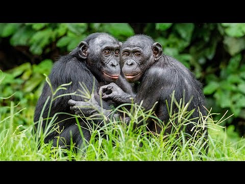 Animal Homosexuality: The Hidden Animal Behavior Scientists Tried to Bury