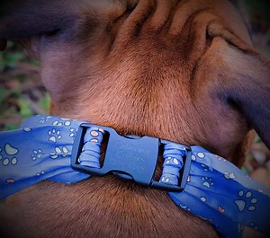 Our Calming Collars help pets relax, naturally with aromatherapy. | Calming Collars