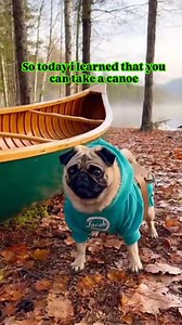Canoe believe it? #pug #puglife #dadjokes #momjokes #fblifestyle #canoe #capsize #pet #dog #ig #fbreels | Jacob ThePug Canada