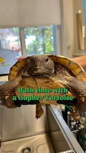 10K views · 1.2K reactions | Splish Splash, Tortoise taking a bath ...