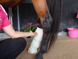 Dr Louise explaining How to bandage a hock. #eevs#eevsvet#drlouisecosgrove#equinevet#horsevet | Exclusively Equine | Facebook