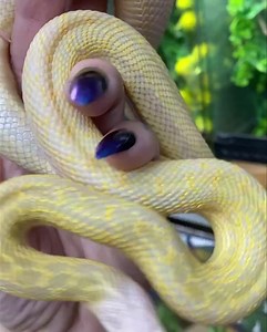 Those yellows and greens are crazy !! Pixie 🖤 SPECIES: Snow San Diego Gopher Snake LATIN NAME: Pituophis catenifer Annectans BORN: 2021 SEX: female SOURCE: UK ORIGIN: San Diego DIFFICULTY LEVEL:Beginner SNAKES ‘N’ ADDERS IS A LICENSED SPECIALIST REPTILE CENTRE BASED IN SHEFFIELD, SOUTH YORKSHIRE. AWARDED A 5 STAR LICENSE BY SHEFFIELD CITY COUNCIL: AW_SAP0002 39/41 MANSFIELD ROAD, INTAKE, SHEFFIELD, S12 2AG, 01142658299 WWW.SNAKESNADDERS.CO.UK WWW.BEGINNERSNAKEKEEPER.CO.UK https://www.instagram.