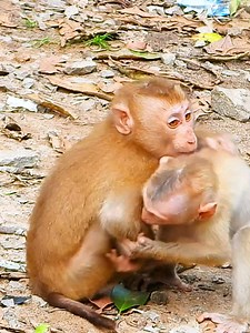 638K views · 2.9K reactions | #monkey #babymonkey #cutemonkey #abandonedmonkey #poormonkey #newbornbabymonkey #usa #hanuman #usa | Monkey Magic | Facebook