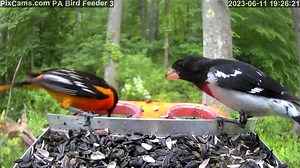 Be sure to check out our PA Bird Feeder 2 & 3. The Baltimore orioles are feeding on the jelly cups like crazy. We believe they are coming to the jelly cups to feed young in the nest. We are also seeing gray catbirds doing the same on PA Bird Feeder 3. Check out this video from last night when we had 3 Baltimore orioles at PA Bird Feeder 3 at one time! See PA Bird Feeder 2: https://pixcams.com/pa-bird-feeder-2/ See PA Bird Feeder 3: https://pixcams.com/pa-bird-feeder-3/ | PixCams