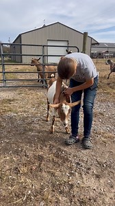 milker star full blooded Alpine born 2022 | Harmony Lane Farms Goat Milk Soap & Jolly Kakes Bakery