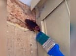 Woman gives COCKROACH a drink during heatwave