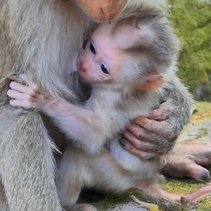 Mollie so cute with finding full milk | Little BB Monkey | Facebook