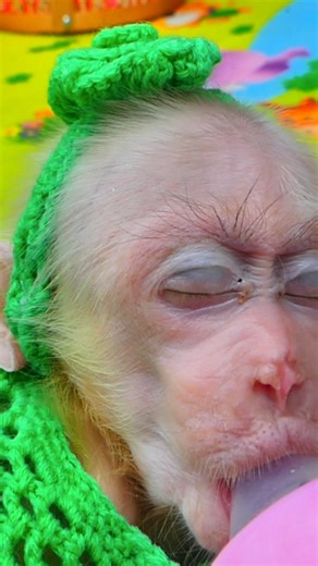 3.5K views · 113 reactions | Baby Monkey Lucy’s Emotional Rescue From Sadness to Innocence  #Monkeyreels #BabyMonkeyLucy #BabyMonkeyLucy | Monkey TV168 | Facebook