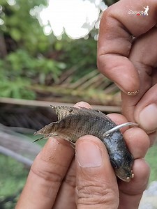 1.3M views · 7.8K reactions | Mancing Pakai Baby Ikan Nila | Orang Dalam | Facebook