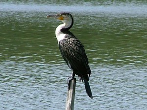 White breasted cormorant - Alchetron, the free social encyclopedia