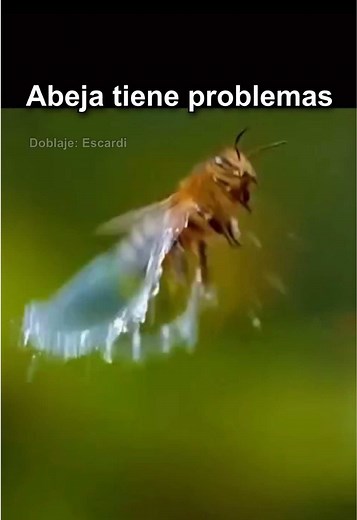 Abeja tiene problemas: ¿qué hacer cuando una abeja está en peligro?