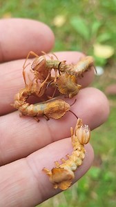 Lobster moth larvae / Stauropus fagi Wow! Insta: @coppensb | Moth of the day