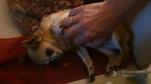 2K views · 645 reactions | Nighty night my friends. Don't let the bed bugs bight! 殺 Hugs and kisses. SPIKE | Spike (Chihuahua) | Facebook