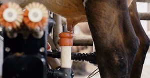 La machine à traire les vaches sans les stresser