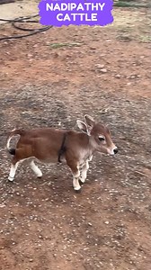 23K views · 389K reactions | POV: Ye chhota sa Nadipathy baby phir se...