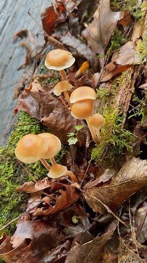 🍄‍🟫 🌿 ✨ 🪵 🏠 The Cabin at Squirrel Creek 📍Newland, North Carolina #logcabin #summergetaway #visitnc #blueridgemountains #petfriendly #vrbo #airbnb #hiking —————- summer vacation | close to hiking trails | waterfall in the backyard | cozy cabin | bring your pup | get outdoors | vacation rental | The Cabin at Squirrel Creek