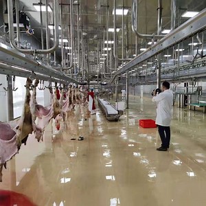 [Hot Item] Customized Halal Lamb Meat Slaughter Process Sheep Abattoir Sheep Slaughterhouse Equipment