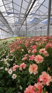 Visiting Monarch Flowers with Ranunculus Butterfly series, what a amazing product! Read the story: https://thursd.com/posts/visiting-monarch-flowers #ranunculus #ranunculusbutterfly #flowers | Peter van Delft