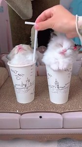 Cat Milk Tea 🧋🧋 | PawTok