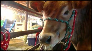 Clermont County Fair opens amid heat advisory