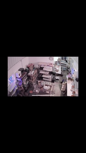 Ooooopsies!! 😻😻. Stuff happens! #oops #notme #wasntme #inappropriate #sniffing #cats #furballfarmcatsanctuary #lol 😂 | Furball Farm Cat Sanctuary