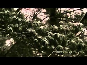 The War Of 1812 - history/ discovery/military [documentary]The War of 1812 | PB