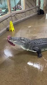 Breaking: Chaos erupted today at Riverbend Indoor Zoo in Chicago when a routine feeding session turned into a nightmare. As zookeepers were giving raw meat to a massive crocodile inside its glass enclosure, the animal suddenly lunged with incredible force, smashing against the glass wall in front of dozens of visitors who were watching the demonstration. Eyewitnesses reported that the reinforced glass cracked and partially shattered, sending the crowd into instant panic. The crocodile snatched t