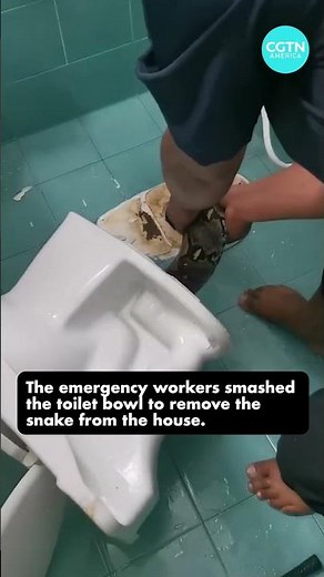 Thai family finds a giant python trapped in toilet