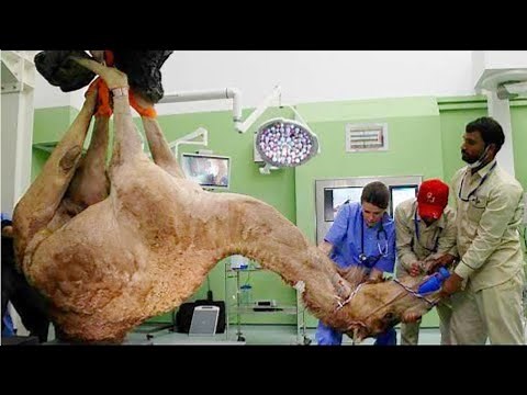 CAMEL-FARMING | AND SLAUGHTER HOUSE| YOU WON'T BELIEVE IT-CRUEL |