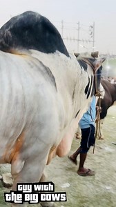 28K views · 396 reactions | Biggest Sibbi Bull of Bangladesh with...