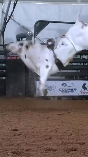 Check out these top 5 calves from the 22 American Heritage Futurity Looking rank! ✪ ✪ ✪ #cowboys #cowgirls #westernwear #country #american #clothing #americancowboy #americancowgirl #weareamericancowboy #western #countrywestern #westernculture #countrymusic #godscountry #usa #countrylife #americanstyle #patriot #rodeo #barelracing #bronc ##horse #horses #equestrian #farm # farmlife | American Cowboy