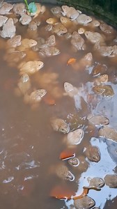 qav khiav los nyob hauv qhov viv | Kaj Siab