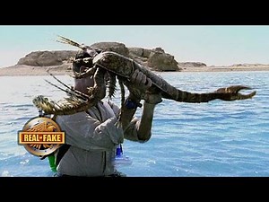 5 Strange Creatures - REAL OR FAKE?