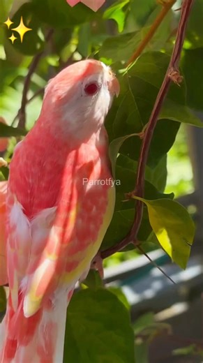 1.6K views · 94 reactions | Peach  Color parrot 列 so Adorable #parrot #parrots #smartbird #birds #parrot #photooftheday #birdlife #wildlifephotography #birdphotography #birds #birdlovers #parrots #smartbird #birdwatching | Parrotfya | Facebook