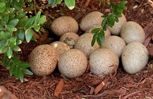 15K views · 57 reactions | Todt Hill woman welcomes ‘Tina’ the turkey and her 13 eggs to her front yard: https://trib.al/IO5WUdf | Staten Island Advance | Facebook