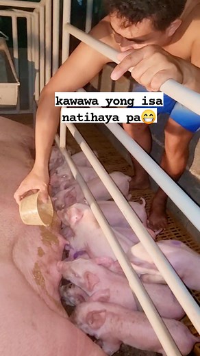 Aragawan na baga 😂 #giltpig #pigfarming #gilt #kahograiser #highlight #baboy #hilights #piglet #pig | Kha Livestock's