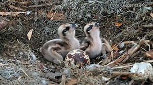 Watch Savannah osprey young raptors up close with The Landings Bird Cam