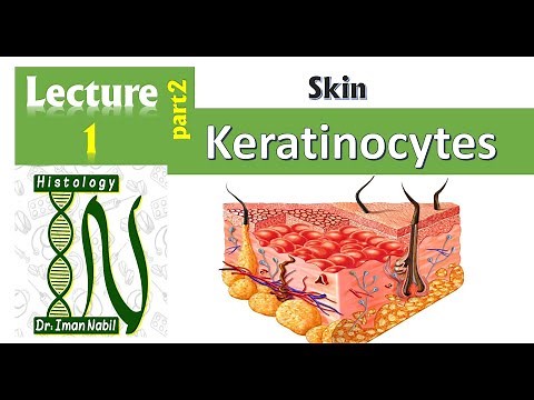 1b- Histology of the epidermis part2-Keratinocytes and epidermal layers -Skin