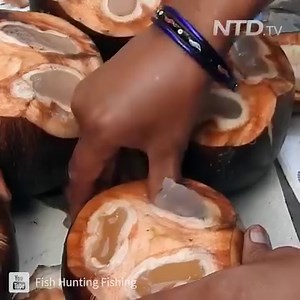 See How To Cut Up Tender Toddy Palm Fruit, Never Seen This Before!!😲 Credit:FishHunting🎥https://goo.gl/PrAHRa Watch Full Video: https://youtu.be/goIyrf__kHo | Taste Life