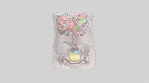 Female Abdomen - 3D model by DrSmashy