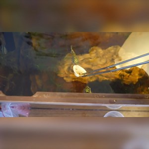 Adorable Green Spotted Puffer Fish Has INSANE Teeth! 🐡 | CoralFish12g