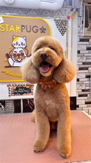 Happy grooming ❤️🐶 | Starpug Professional Grooming