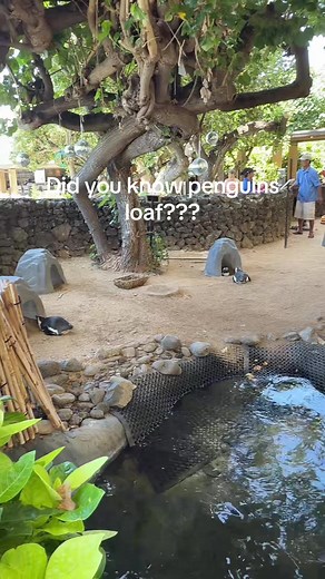 Penguin Loafing: Cute African Penguin Moments