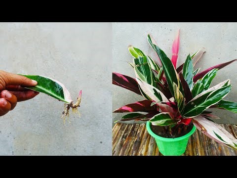 Methods for growing leaves to roots| How to grow stromanthe plants from leaves